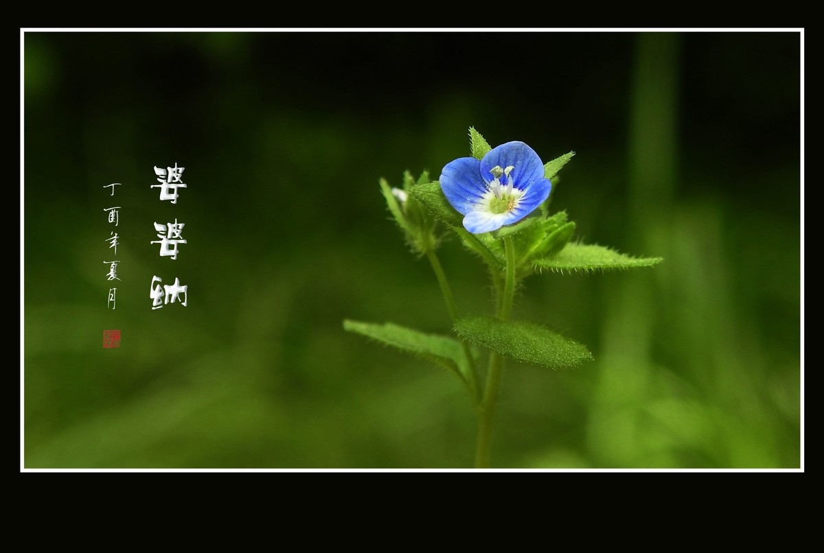 细小灵巧的小野花-婆婆纳