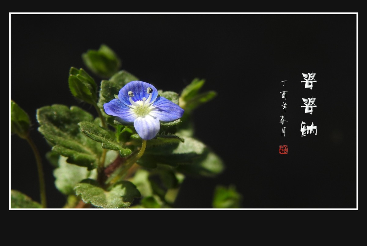 细小灵巧的小野花-婆婆纳