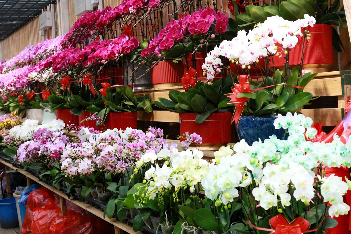 2024年拍花枝招展