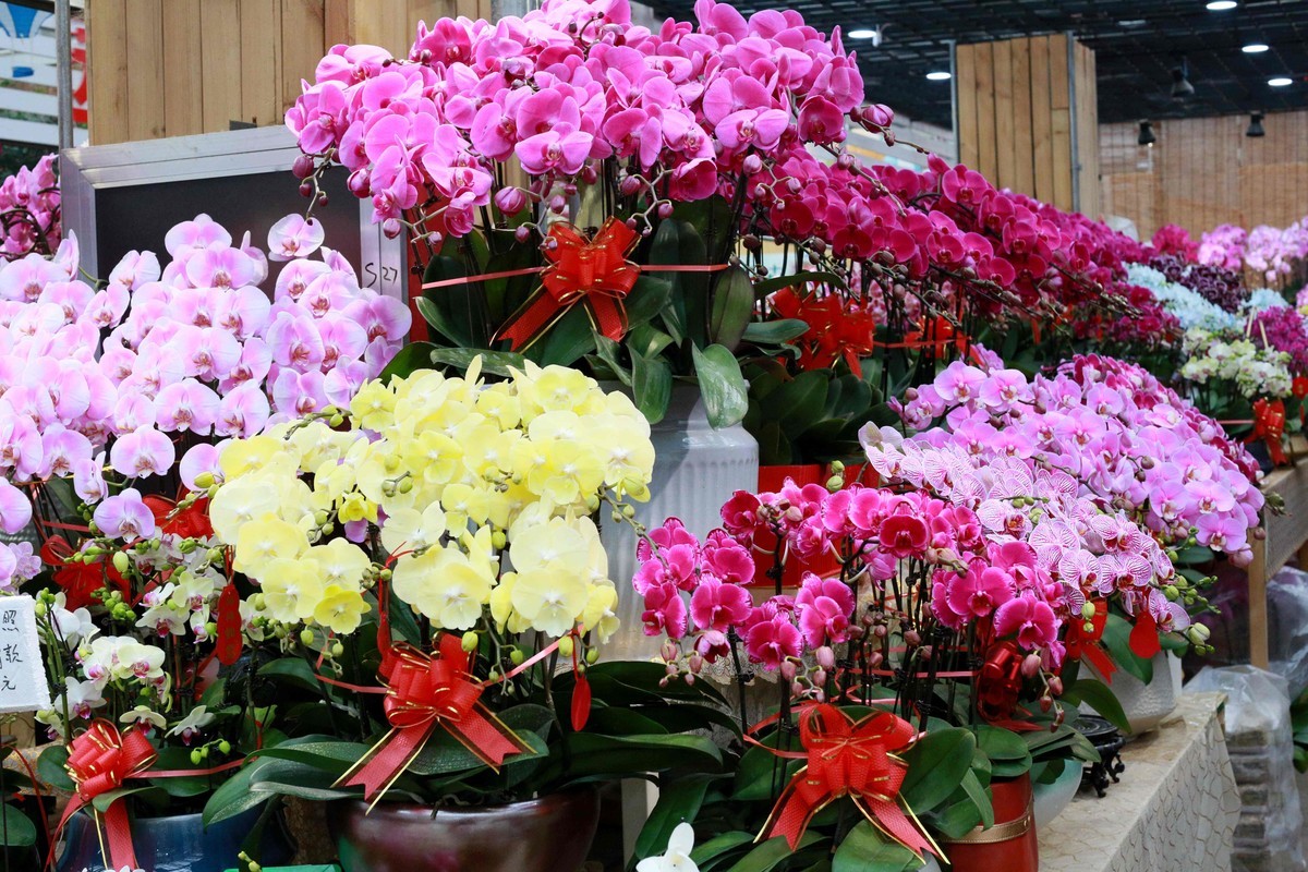 2024年拍花枝招展