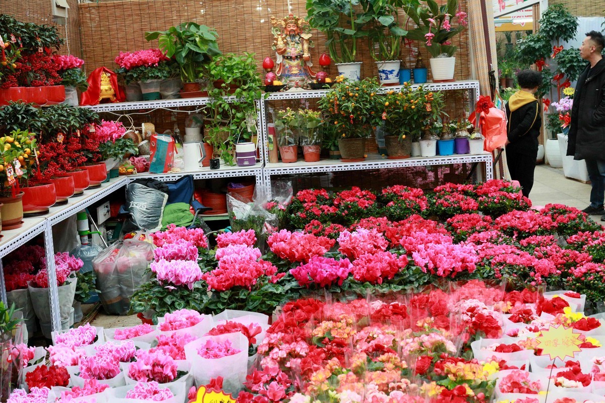 2024年拍花枝招展