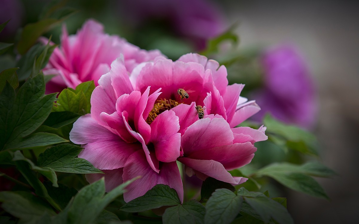 老片子 . 咔嚓瞬间系列