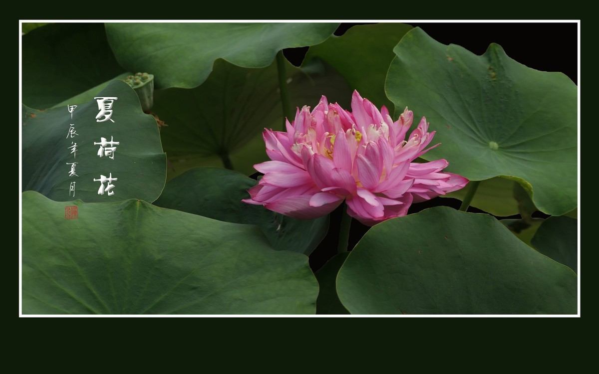 漂亮的盆栽荷花