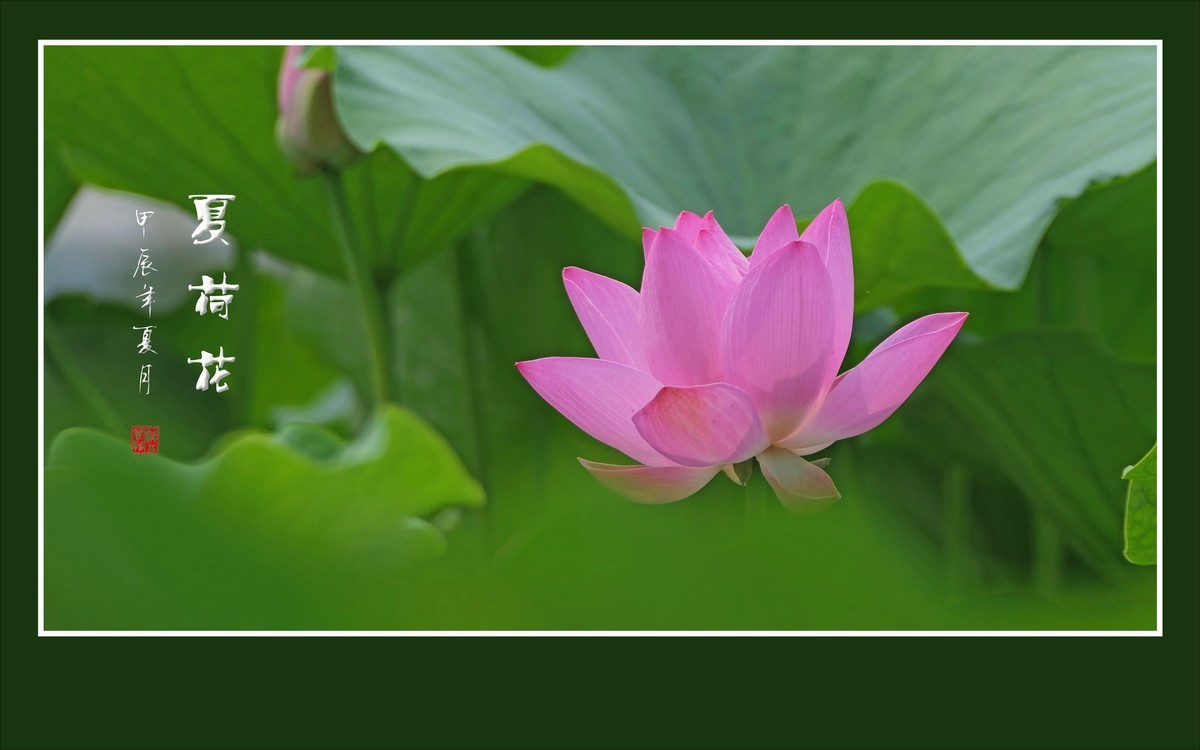 漂亮的盆栽荷花