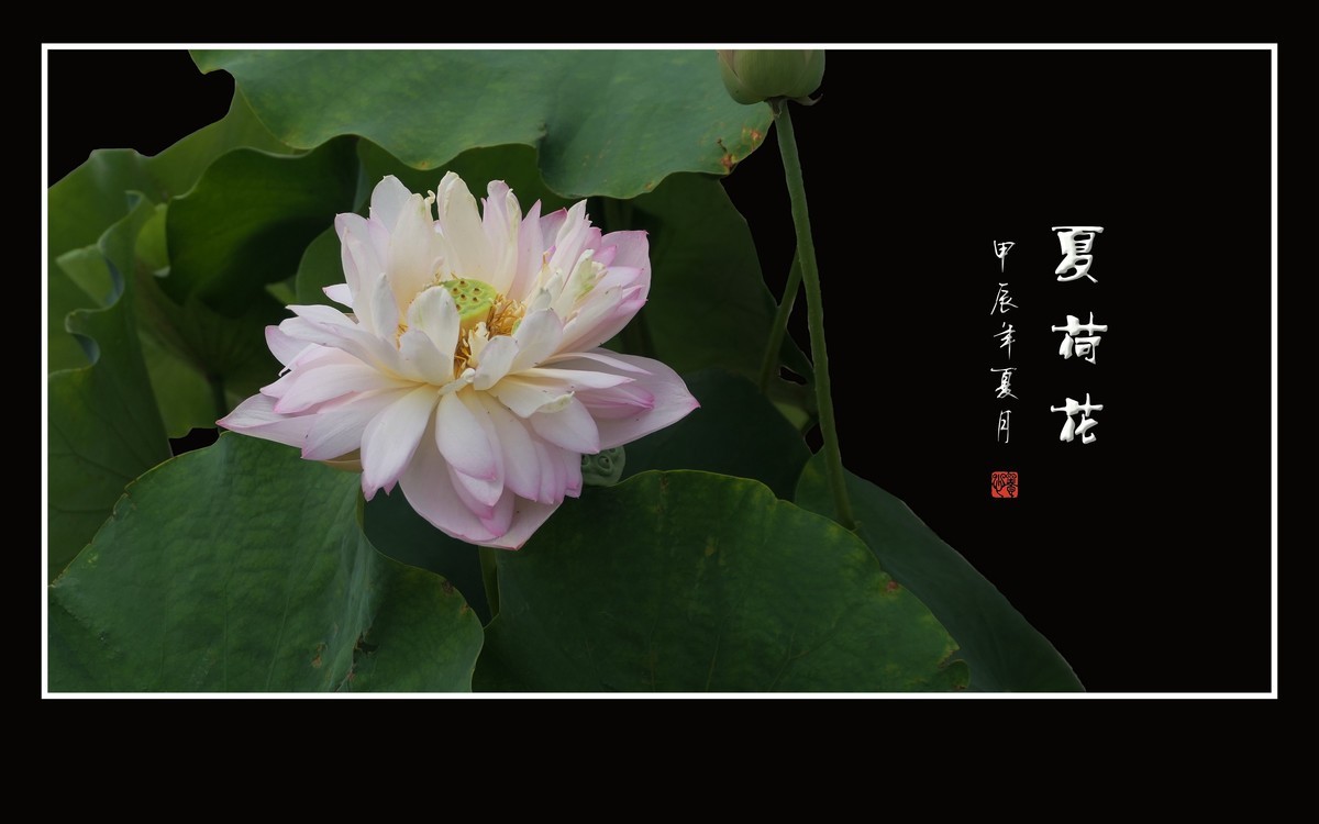 漂亮的盆栽荷花