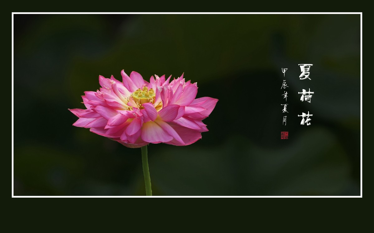 漂亮的盆栽荷花