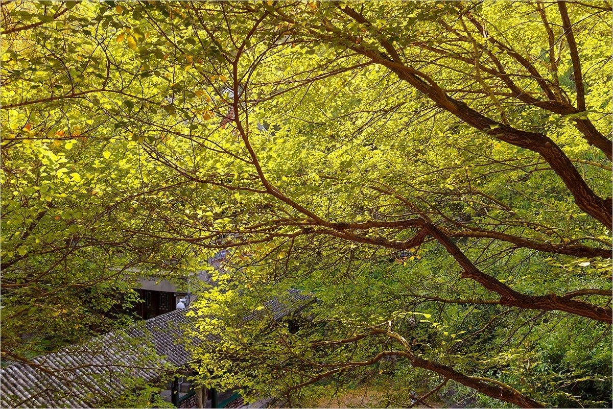 2024年第0770贴-颐和园风光纪实游拍（1015）