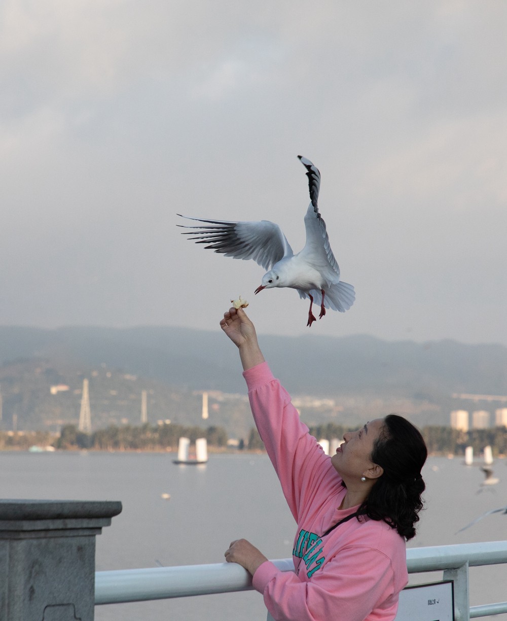 1204昆明湖边抓拍海鸥