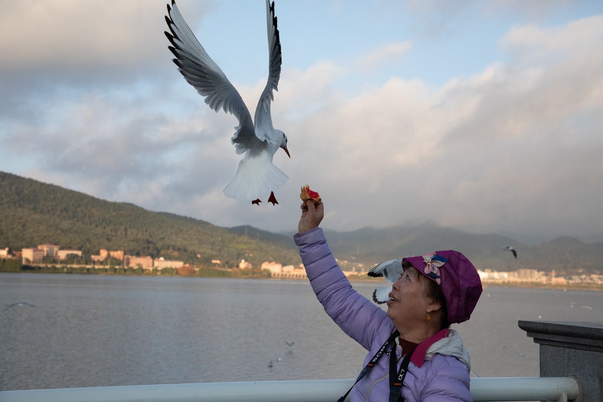 1204昆明湖边抓拍海鸥