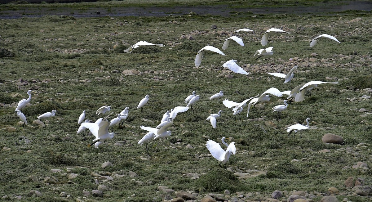 白鹭一群