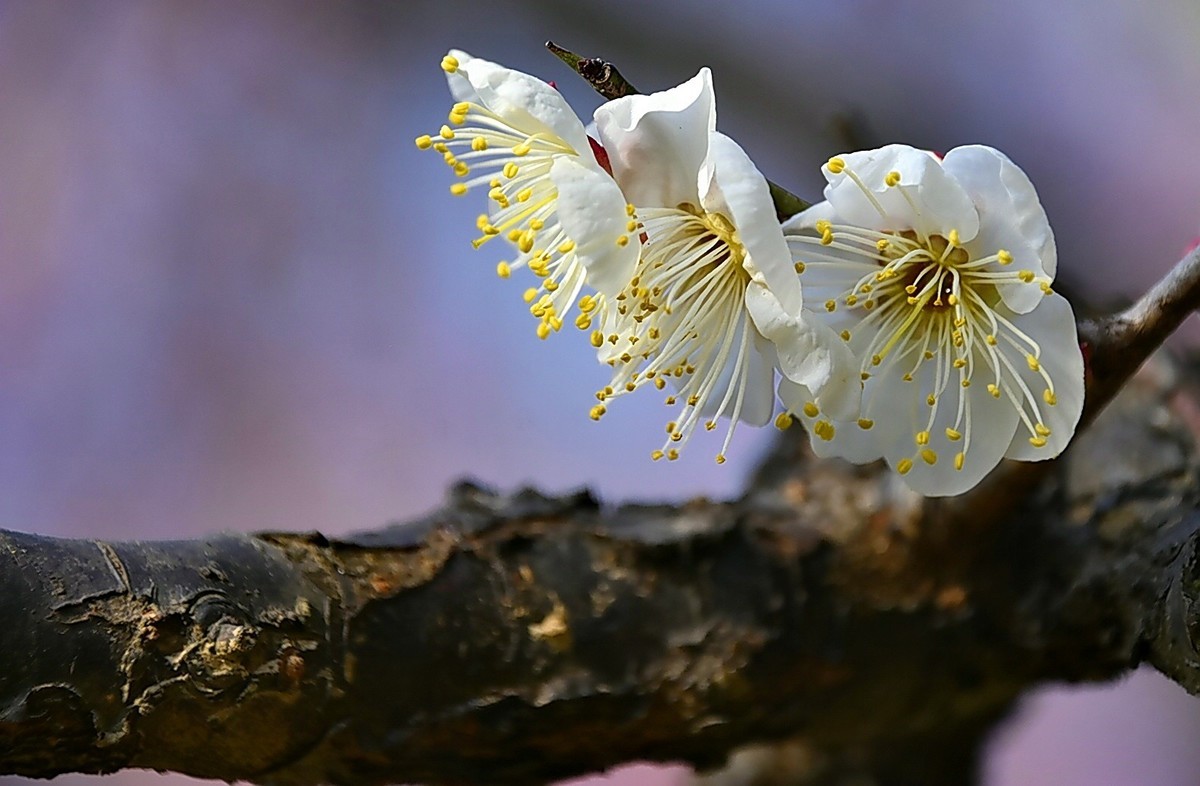 二月梅园    花香迎客