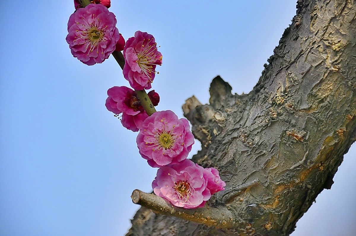 二月梅园    花香迎客
