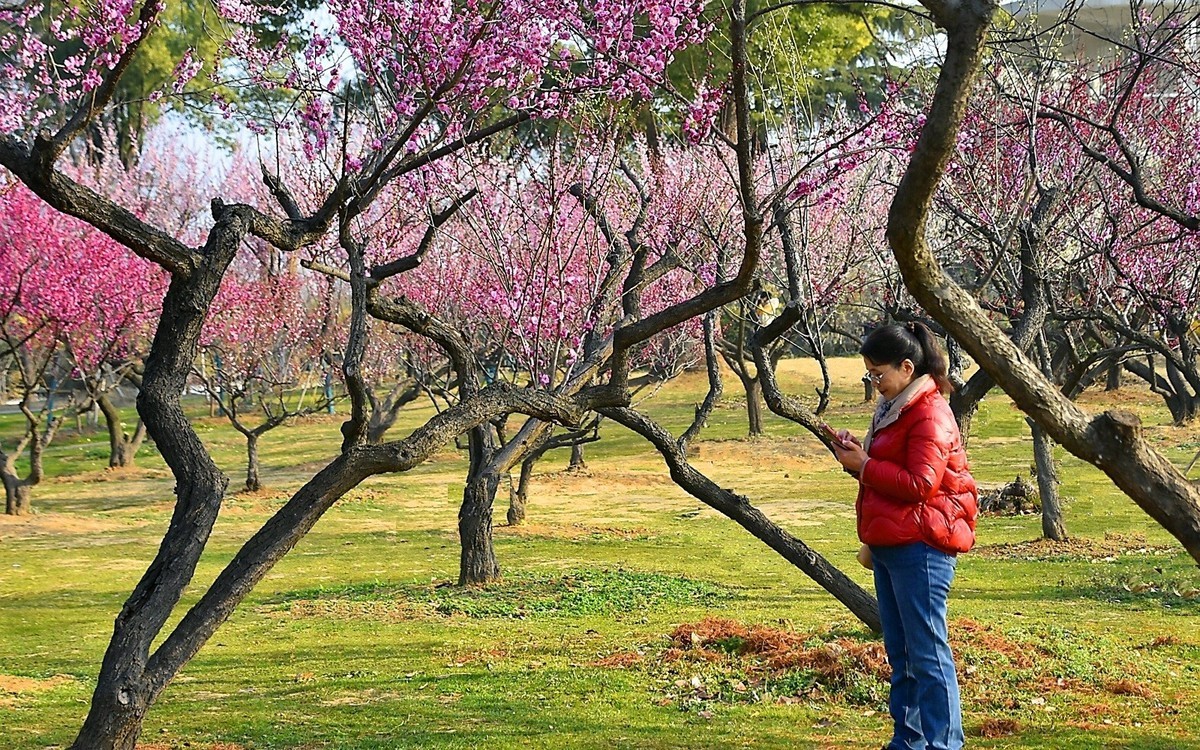 二月梅园    花香迎客