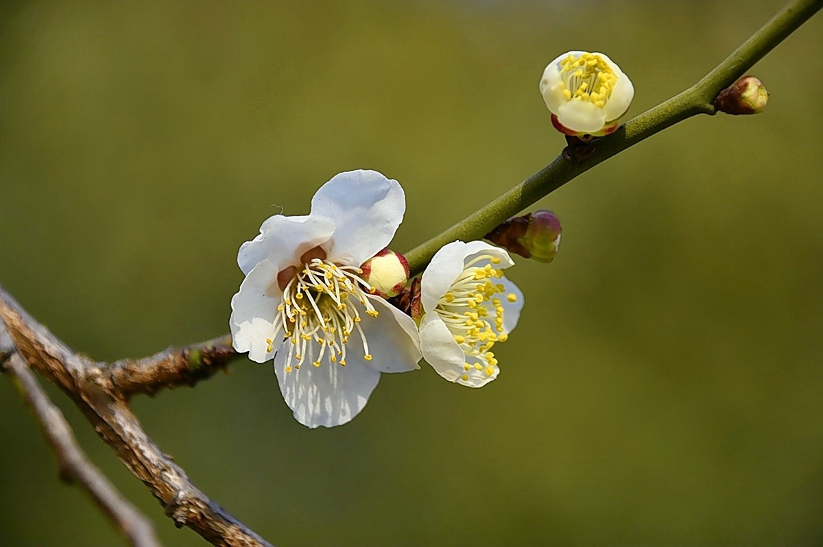 二月梅园    花香迎客