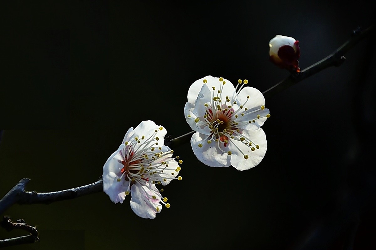 二月梅园    花香迎客