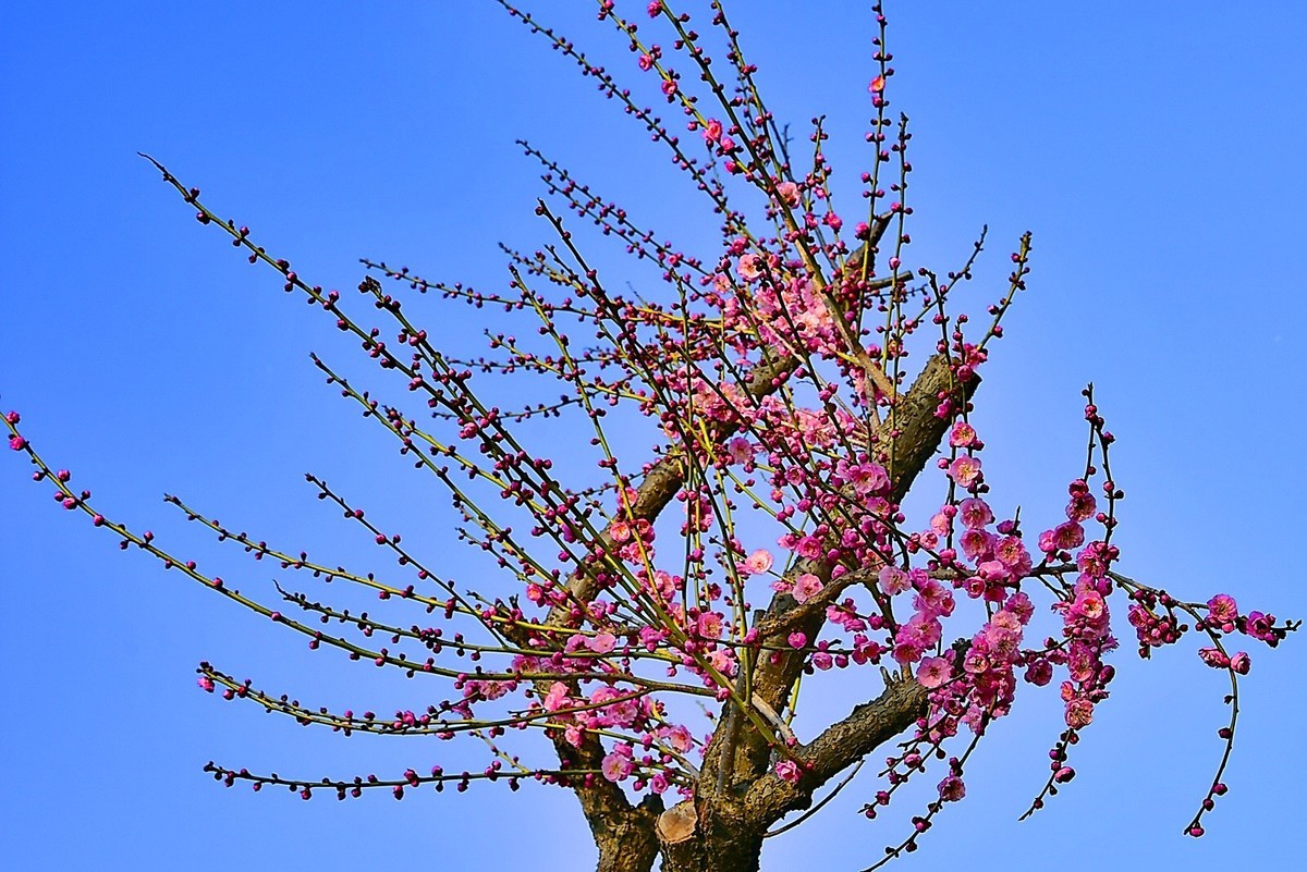 二月梅园    花香迎客
