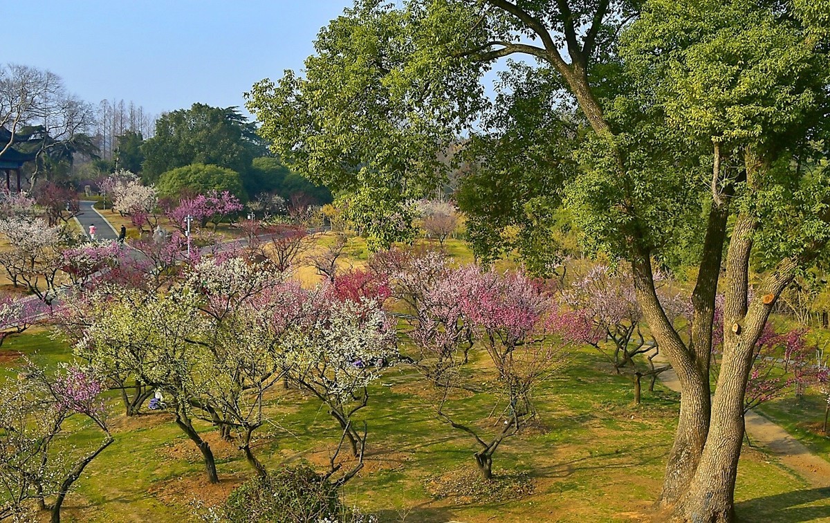 二月梅园    花香迎客
