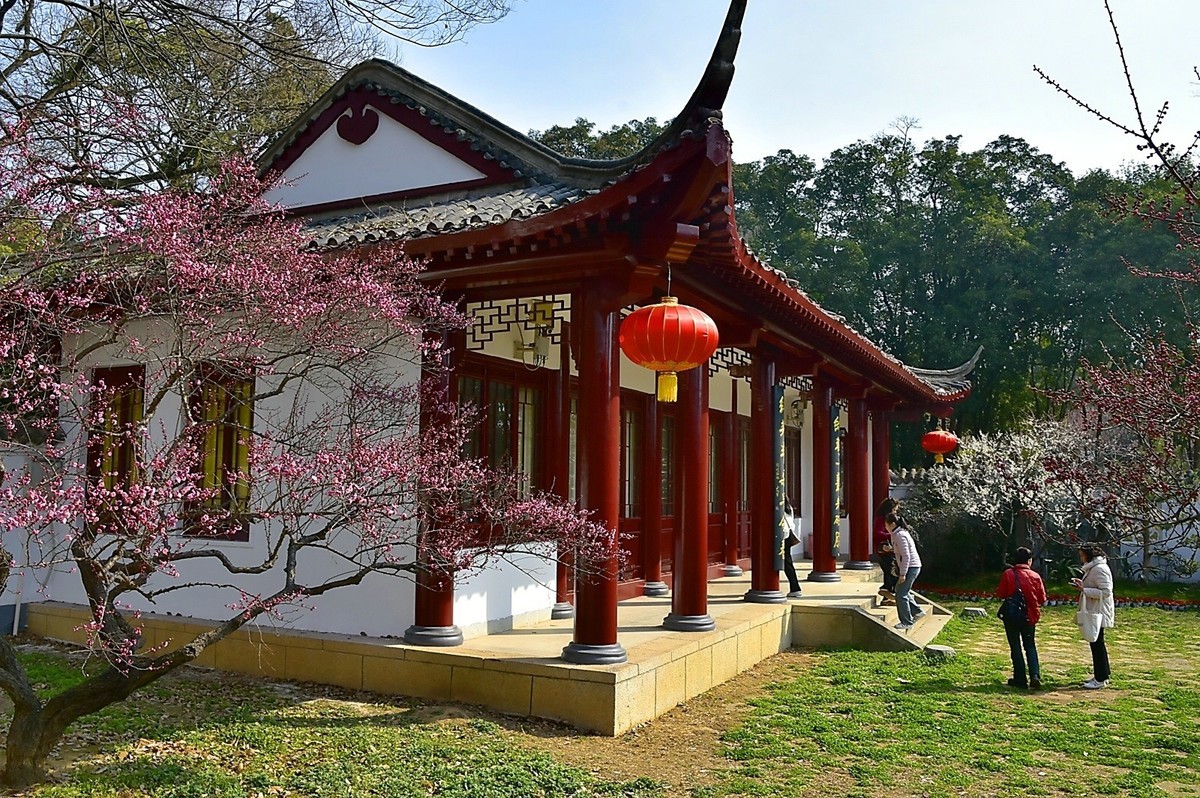 二月梅园    花香迎客