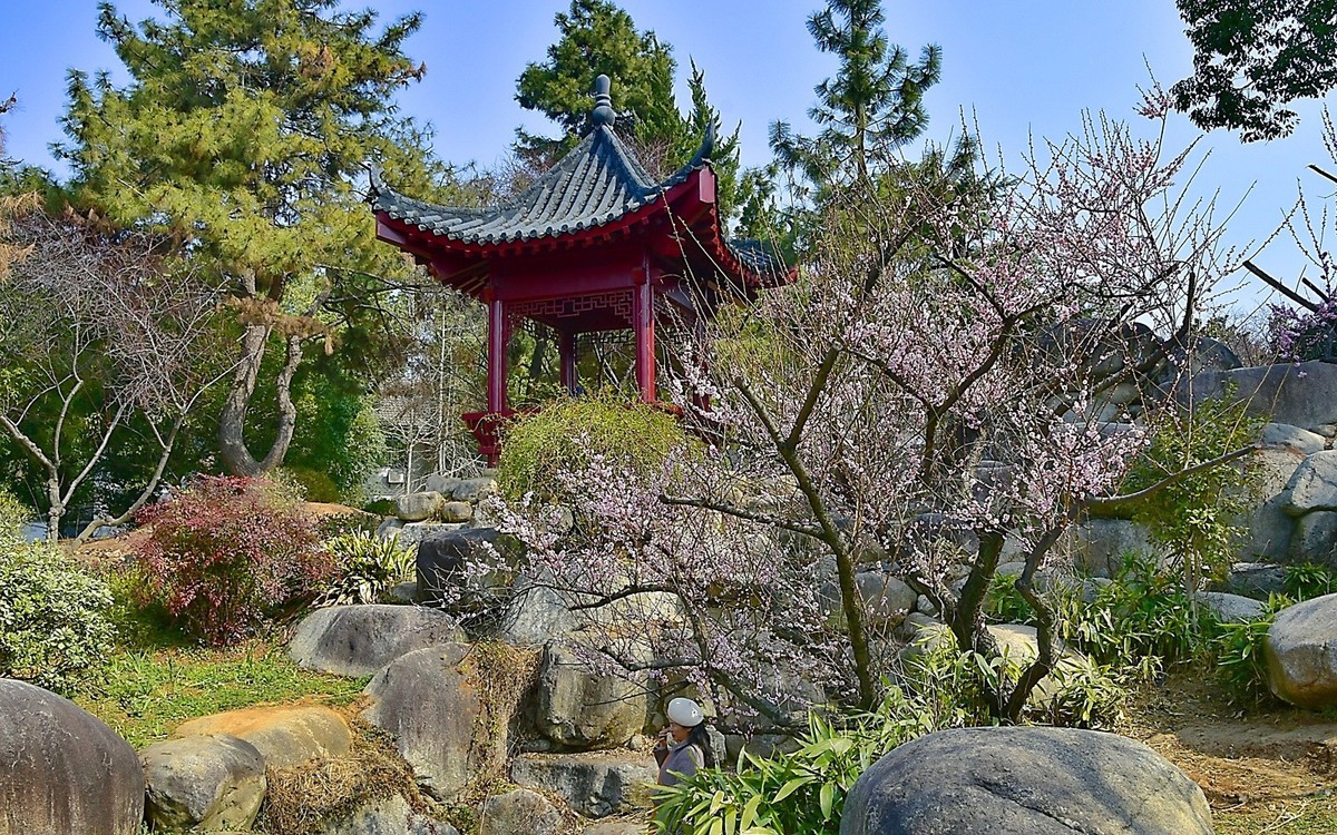 二月梅园    花香迎客