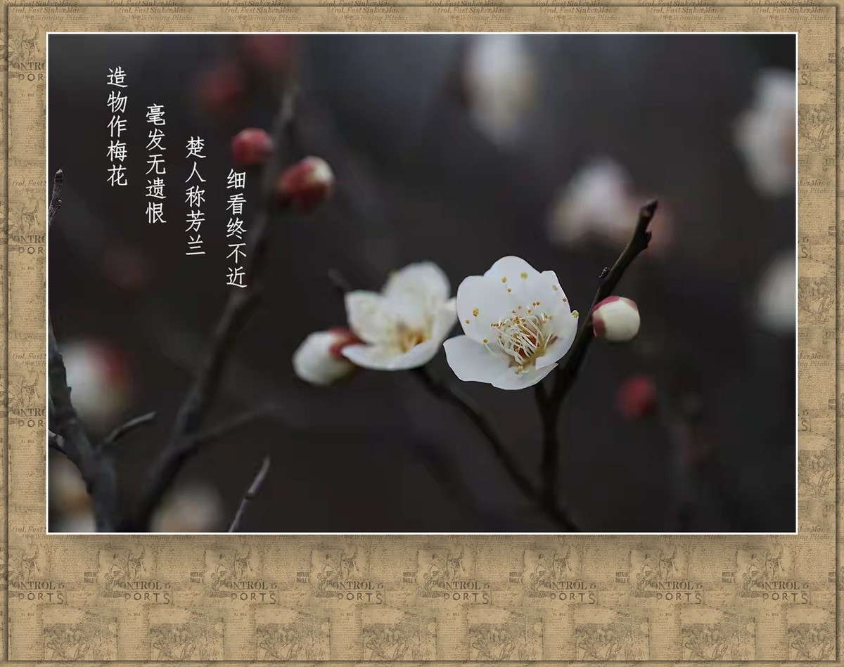 一剪寒梅
