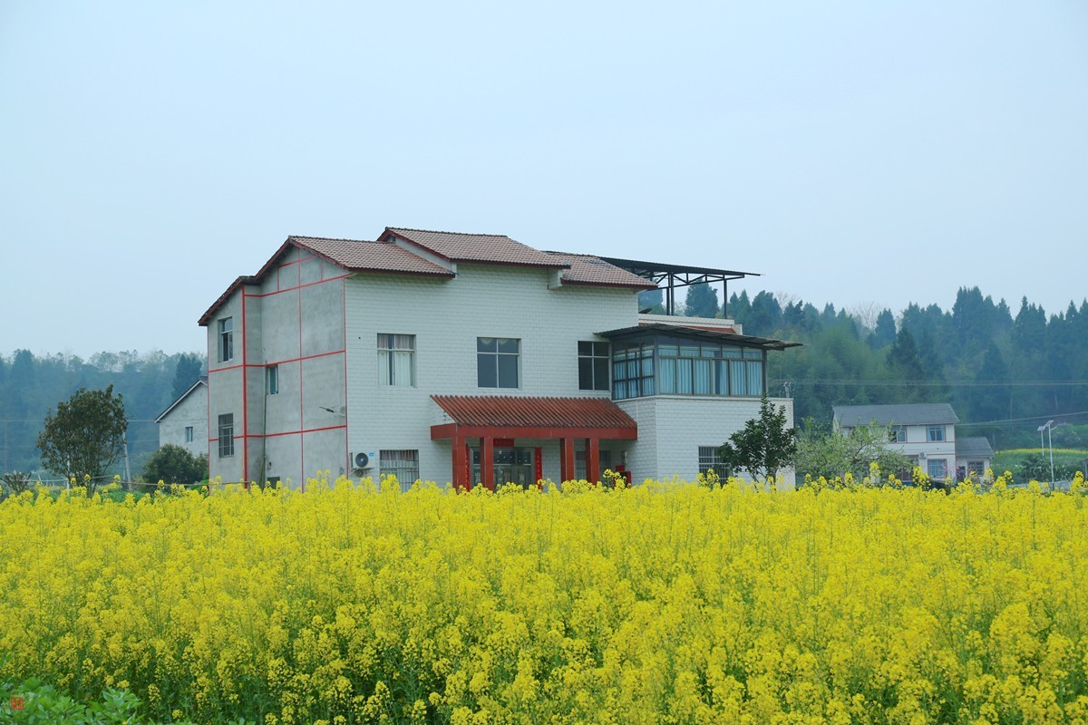 2025踏青，油菜花（9）
