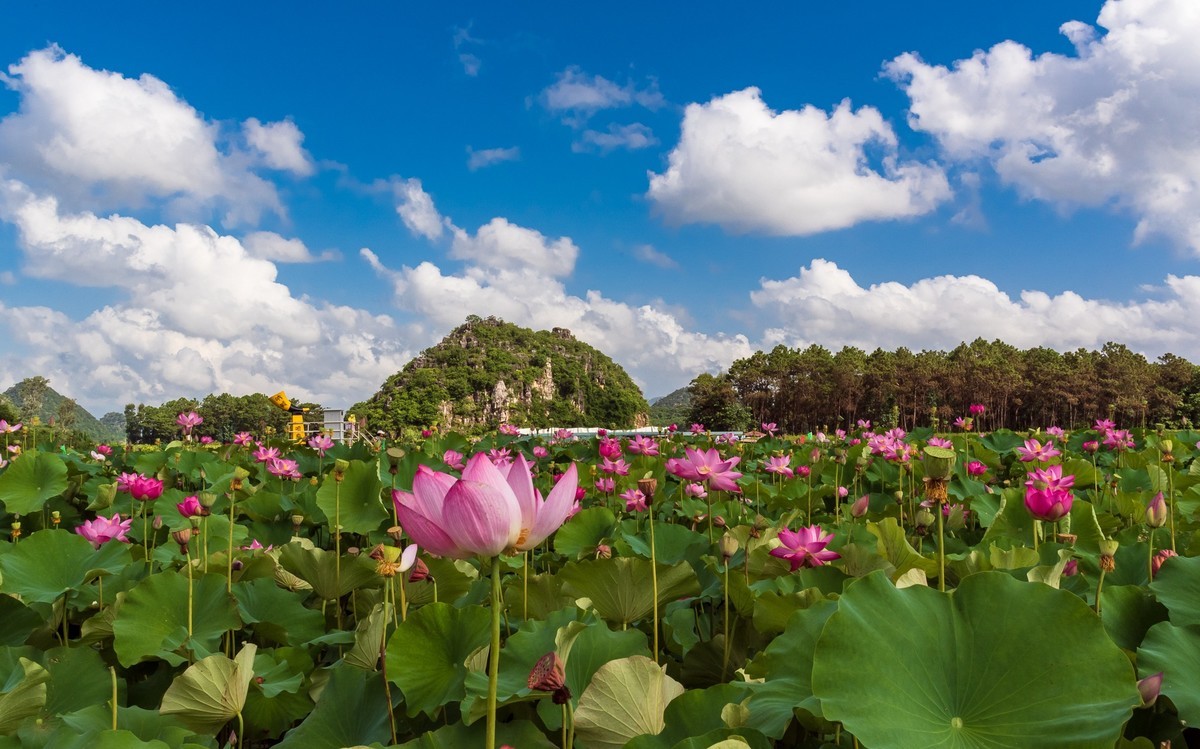 文山普者黑风光（二）