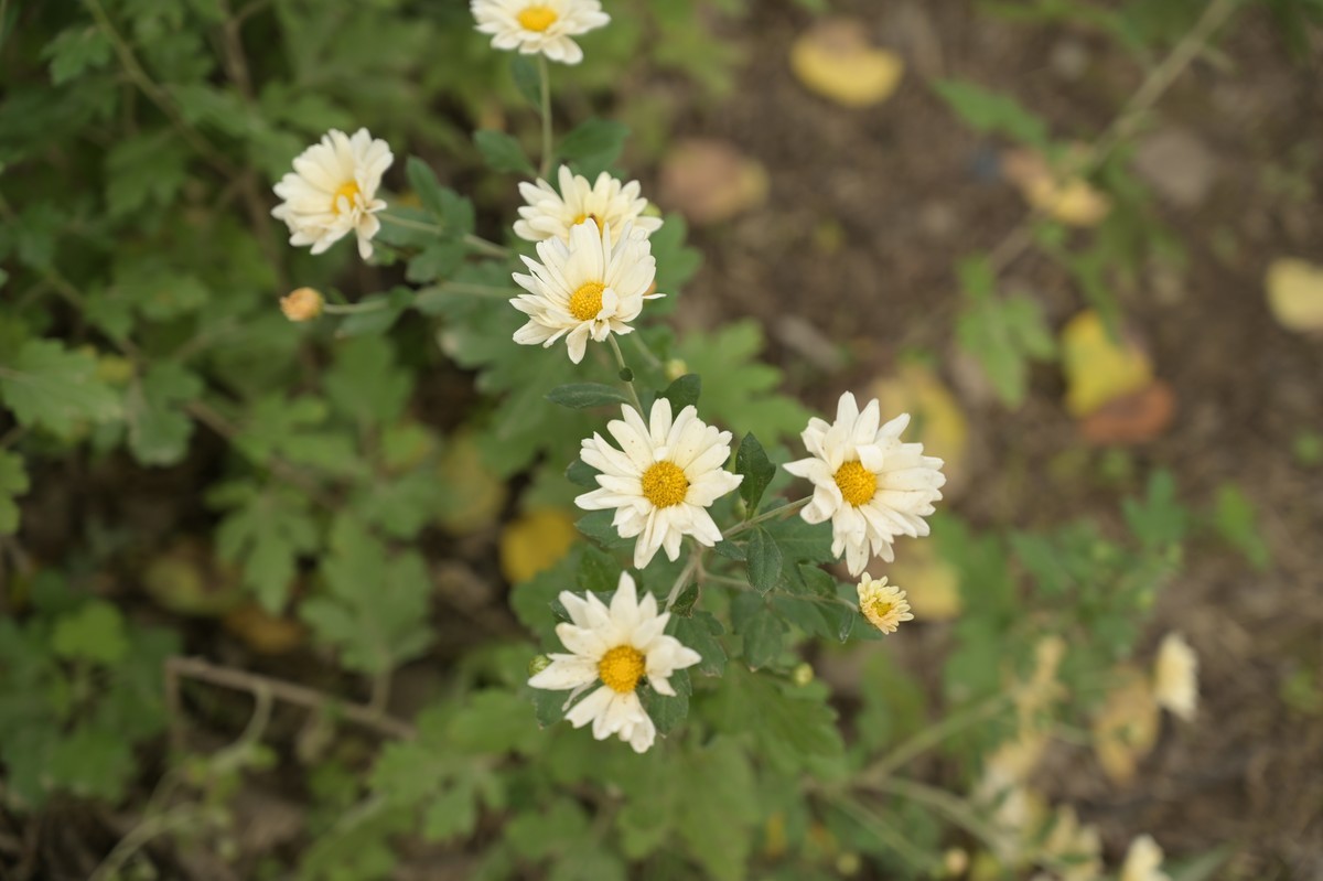 小菊花