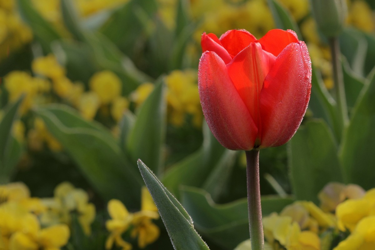 郁金香（阿波罗）