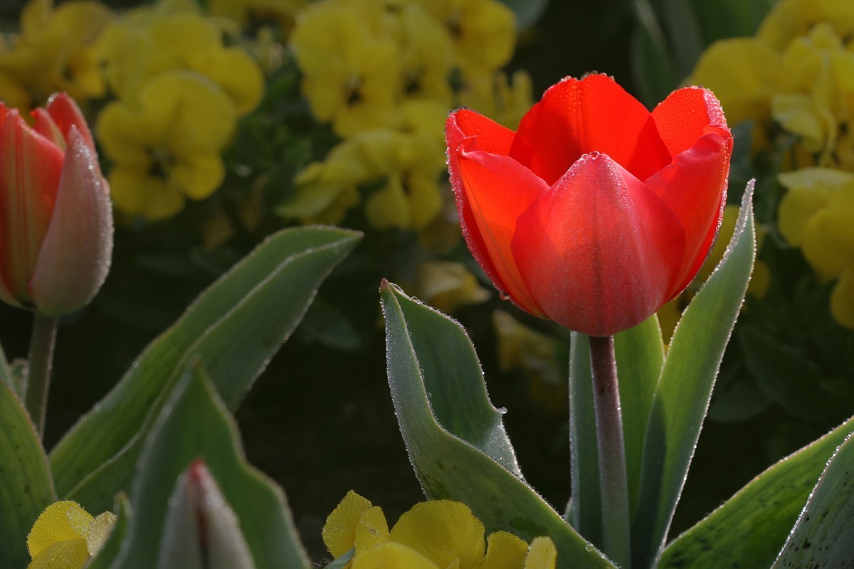 郁金香（阿波罗）