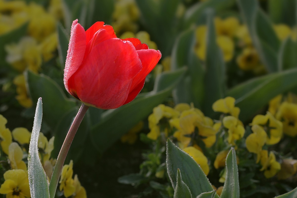 郁金香（阿波罗）