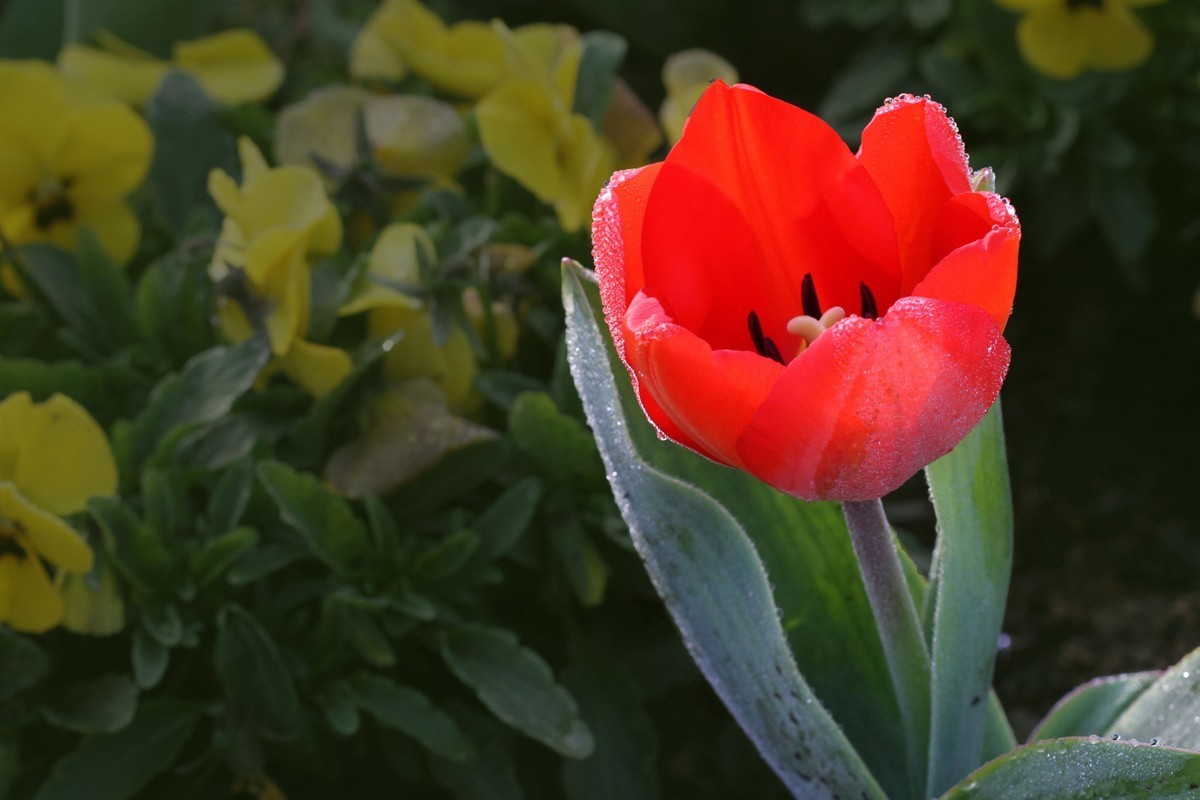 郁金香（阿波罗）