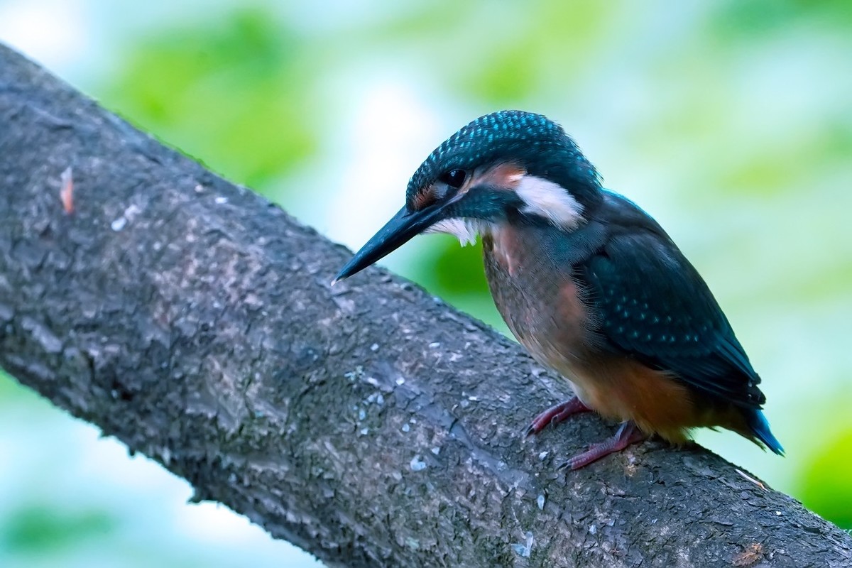 旧片_ 小翠鸟仔仔21