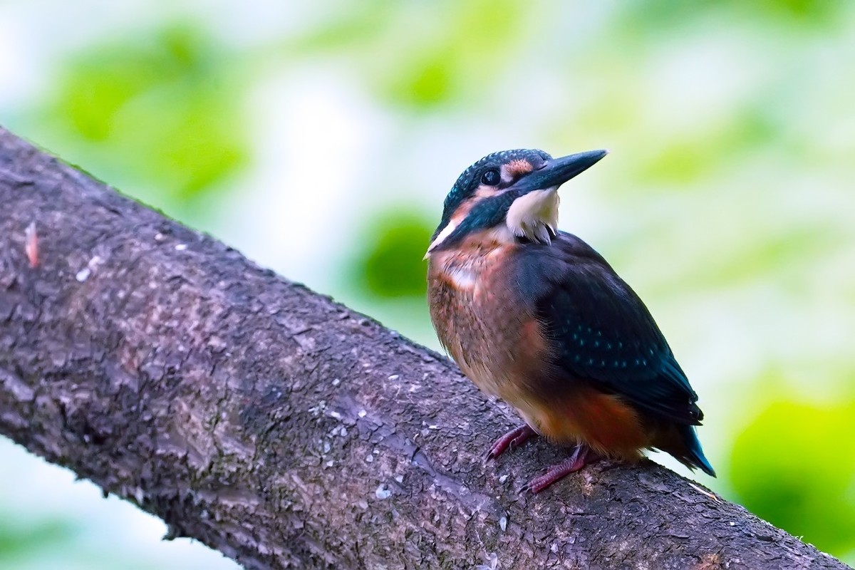 旧片_ 小翠鸟仔仔21