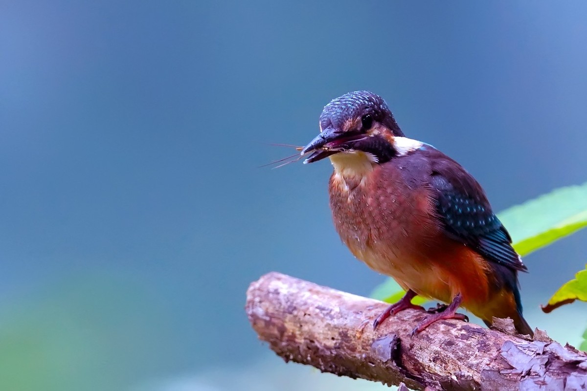 旧片_ 小翠鸟仔仔21