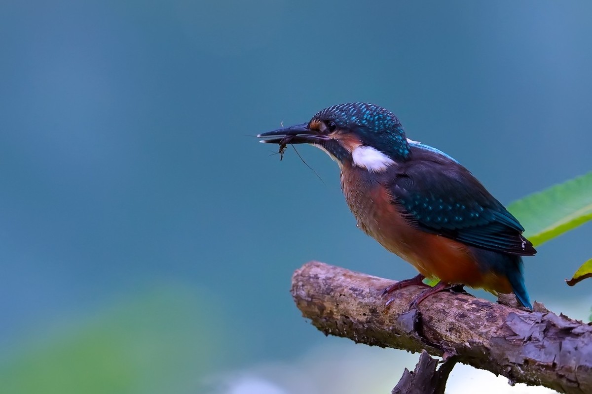 旧片_ 小翠鸟仔仔21