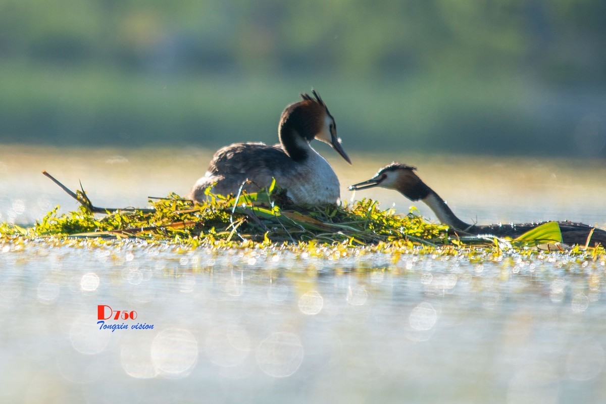 玉龙湖里的精灵（46）