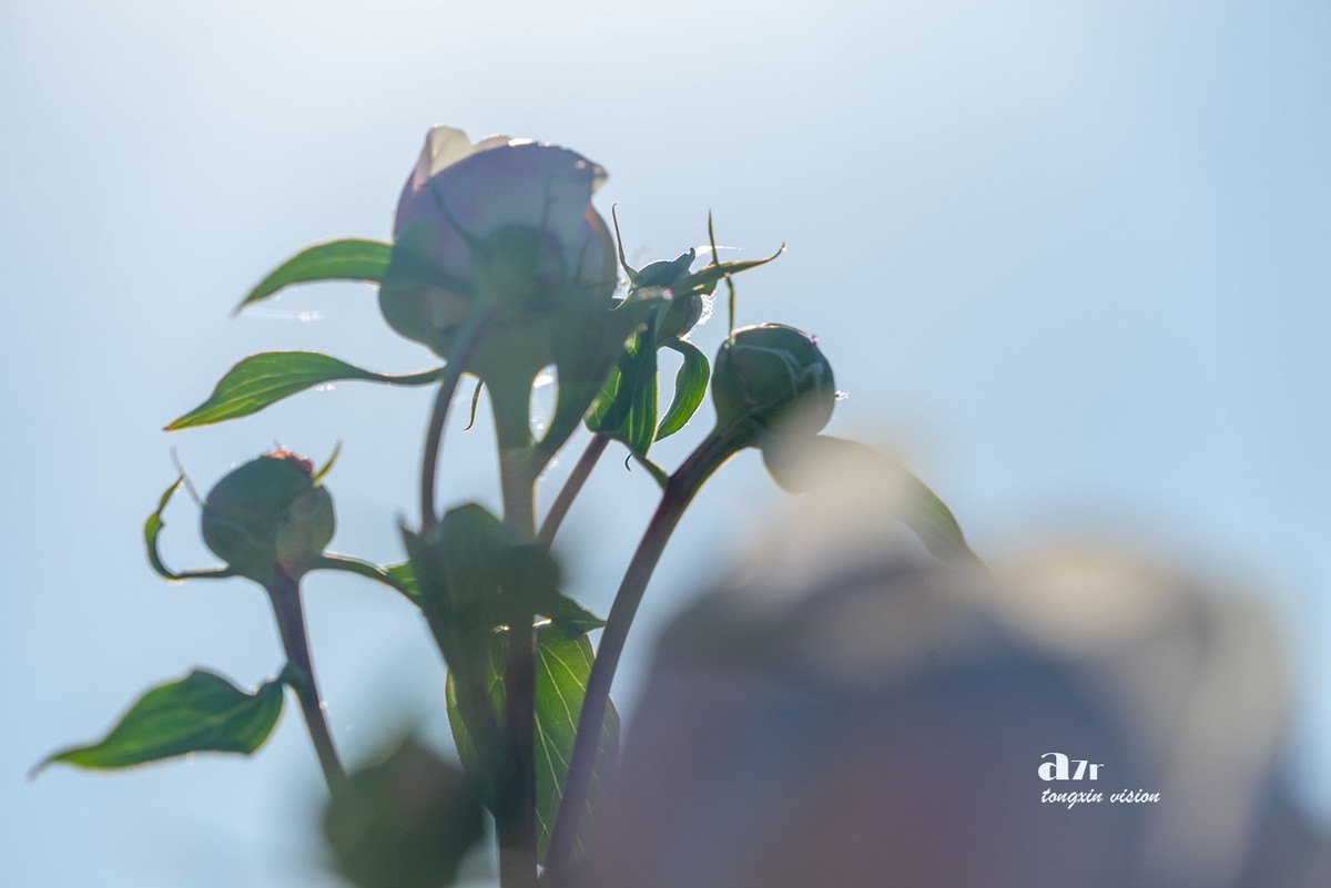 盛开的芍药花（21）