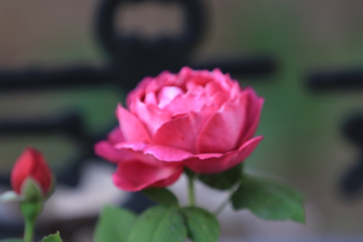 拍拍花草不错的感觉