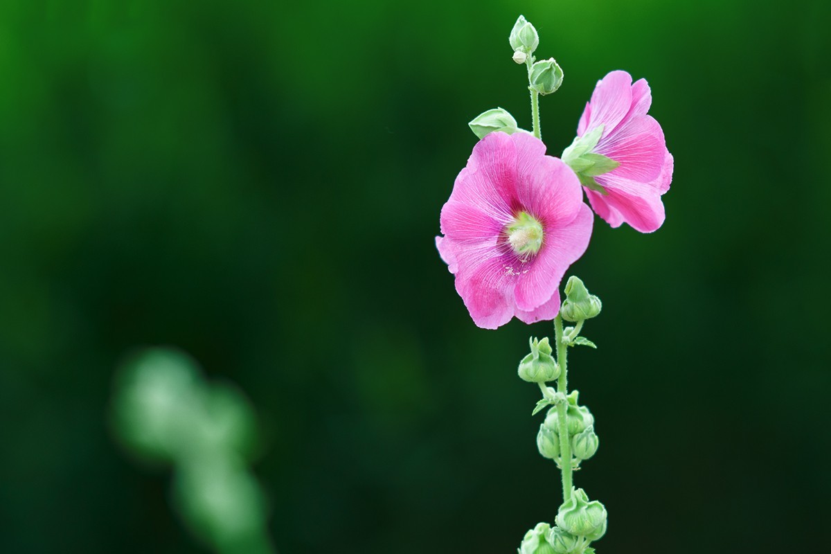 蜀葵花再一组