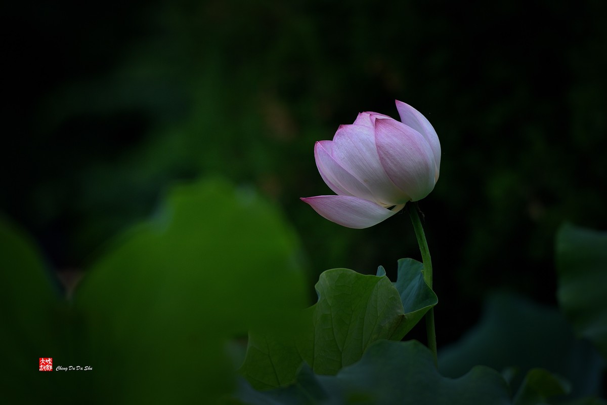 夏日荷影（三）