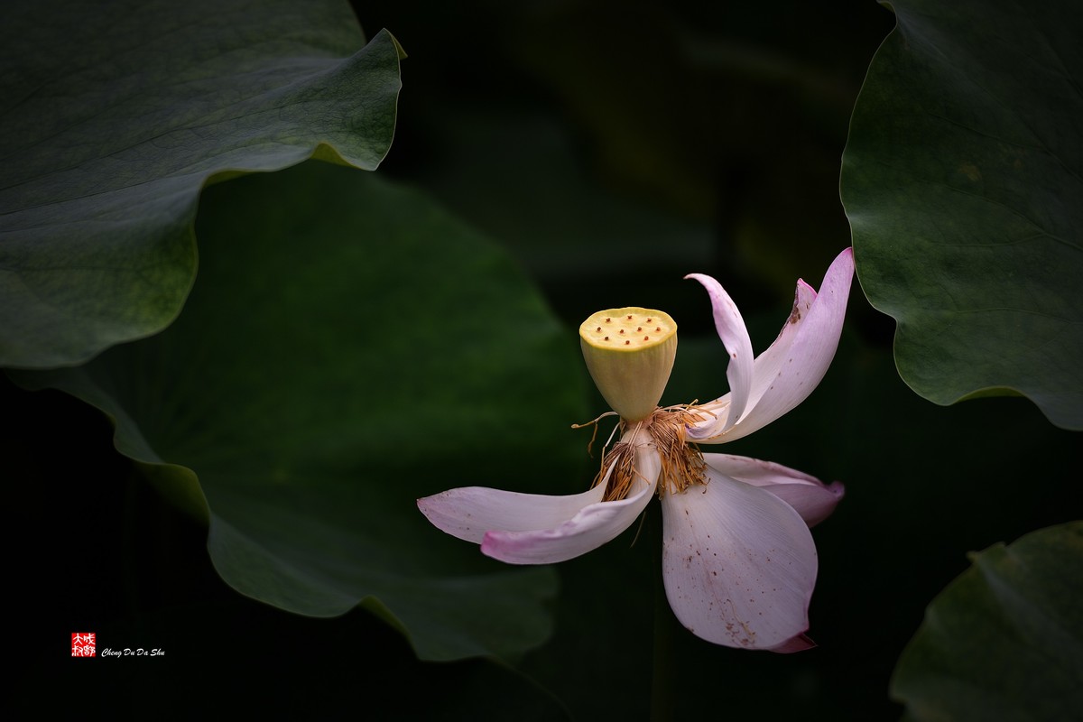 夏日荷影（三）