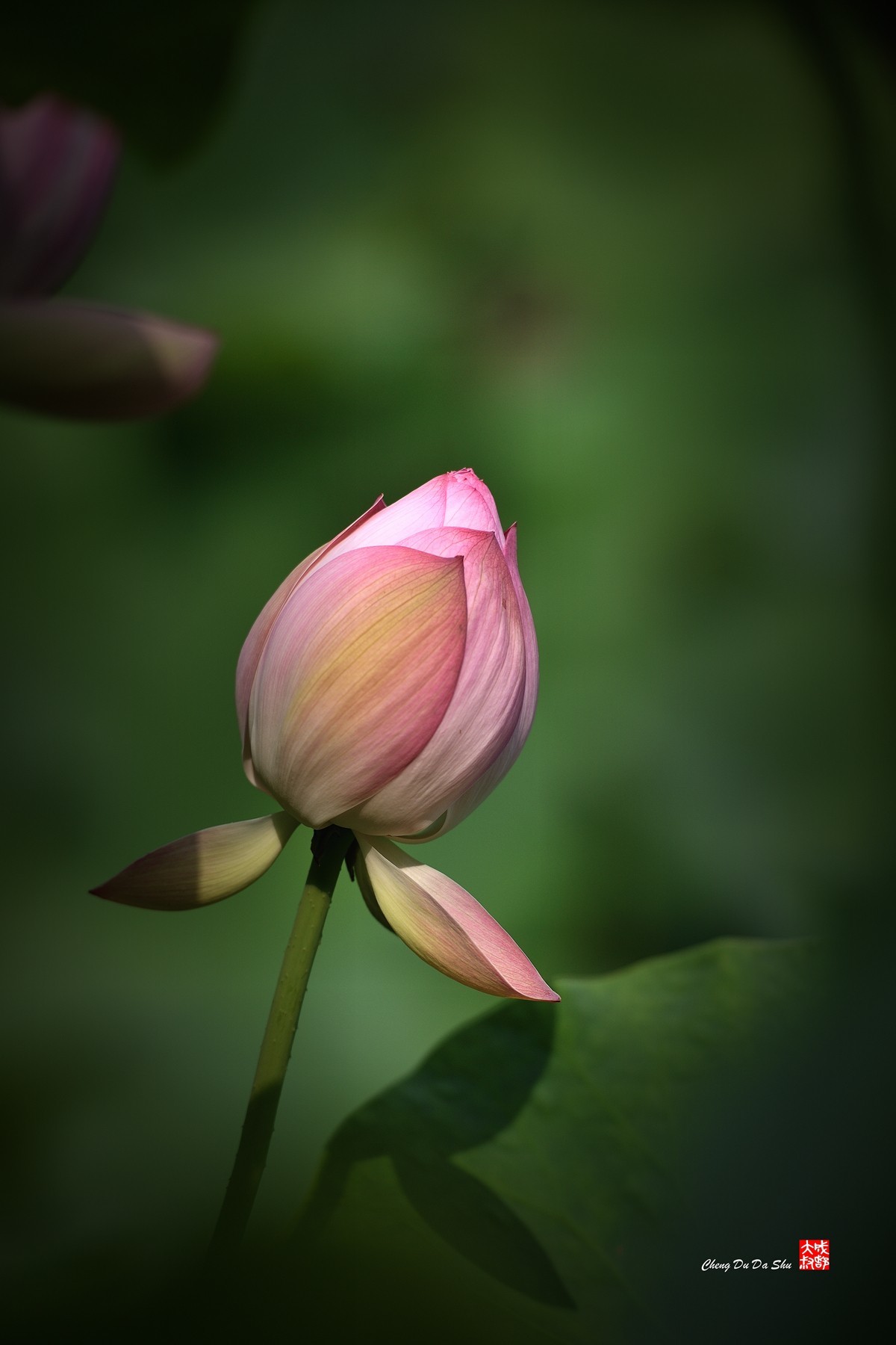 夏日荷影（三）