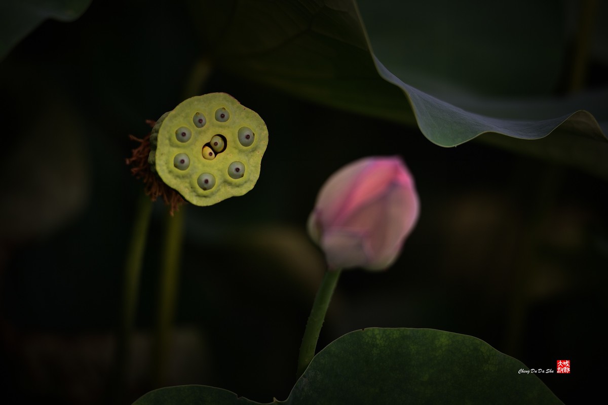 夏日荷影（三）