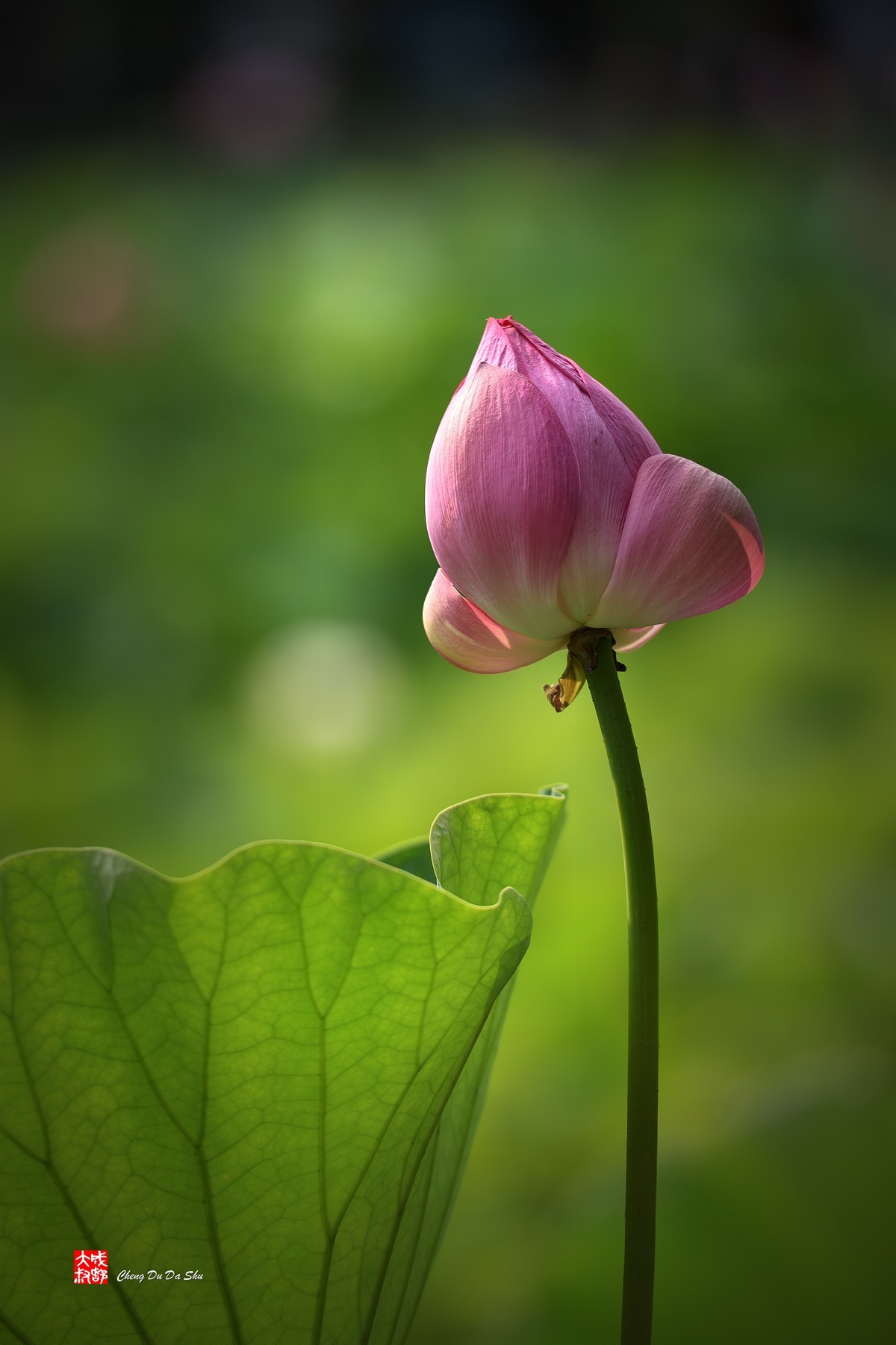 夏日荷影（三）