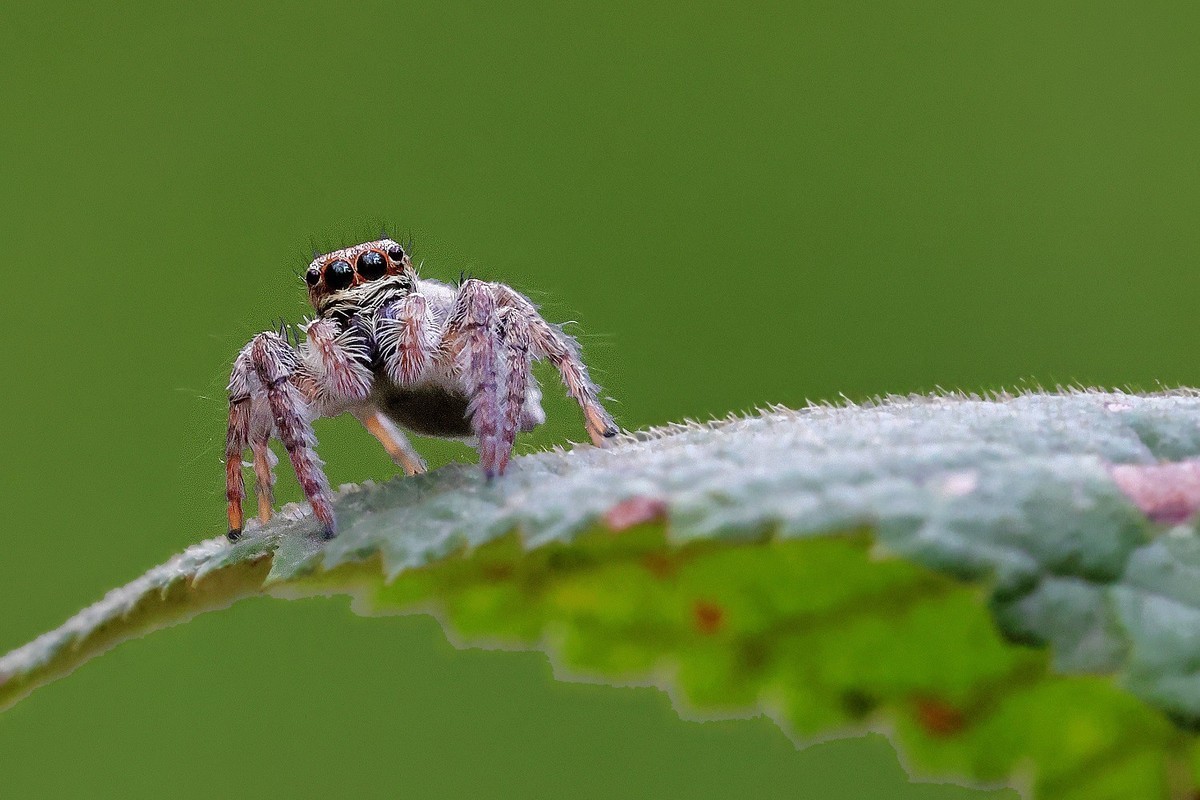 万物竟生，绽放生命之美！