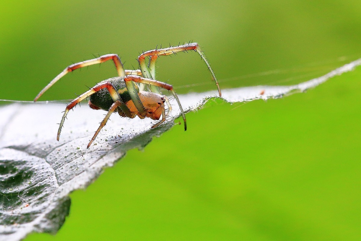 万物竟生，绽放生命之美！