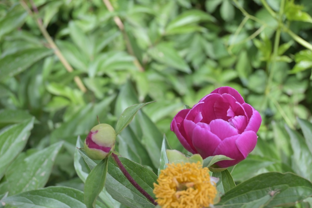 月季花