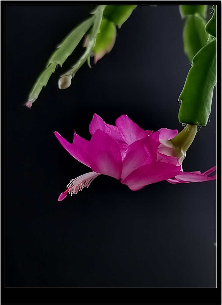 室内小花