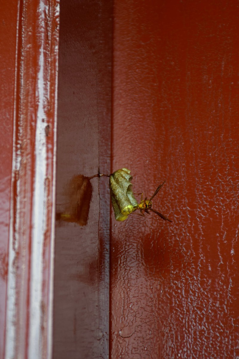 漫步星城 走街串巷（378）紫竹山开元寺