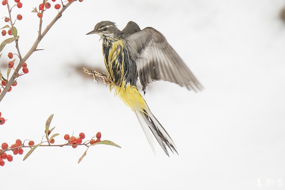 湿漉漉的灰鹡鸰
